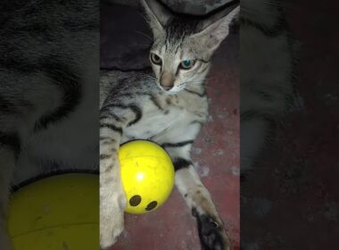 How India is Changing the Cat Adoption Game Forever