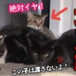 温厚な保護子猫が、里親へ行くのを嫌がり大暴れしました…！