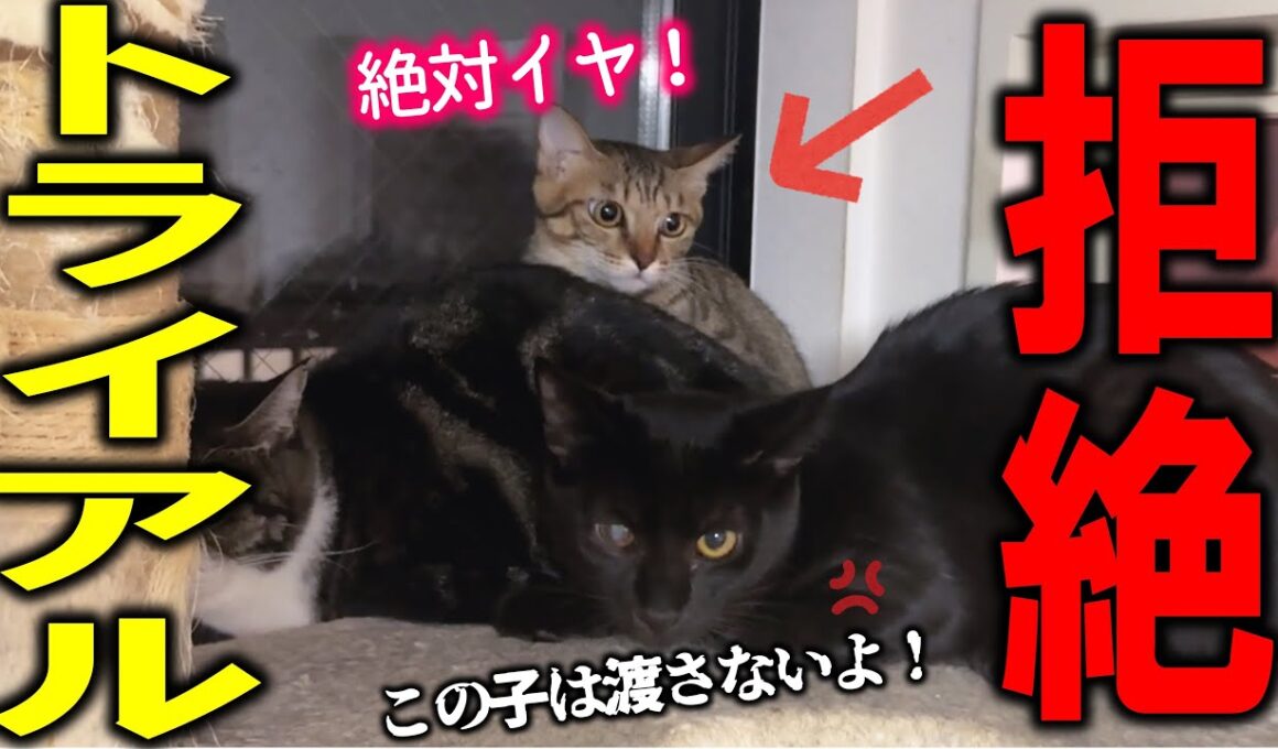 温厚な保護子猫が、里親へ行くのを嫌がり大暴れしました…！