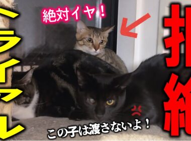 温厚な保護子猫が、里親へ行くのを嫌がり大暴れしました…！