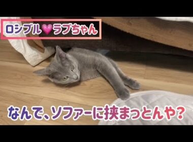 ロシブル💗ラブちゃん・なんで、ソファーに挟まっとんや？