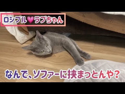ロシブル💗ラブちゃん・なんで、ソファーに挟まっとんや？