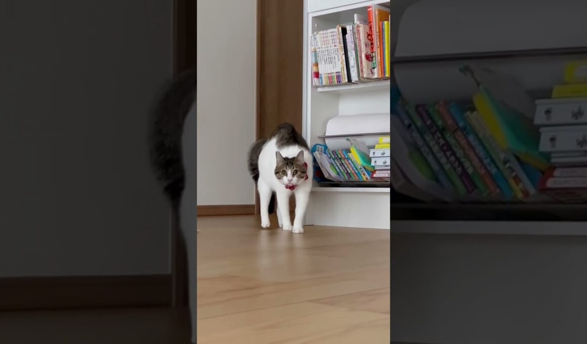 【保護猫】真顔で近寄る猫