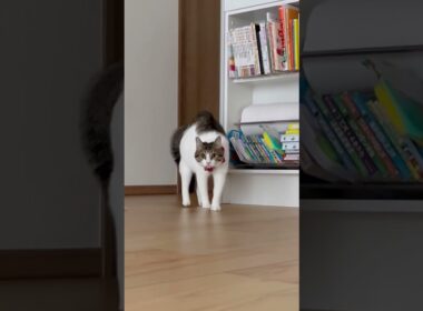 【保護猫】真顔で近寄る猫