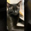 添える黒猫ボンベイ　#子猫 #ねこ動画 #ねこ #ねこのいる生活 #ねこのいる暮らし #かわいい #癒やし #肉球 #寝顔