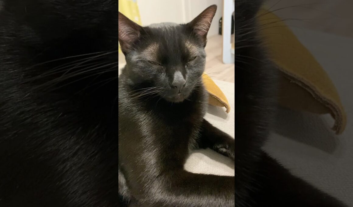 添える黒猫ボンベイ　#子猫 #ねこ動画 #ねこ #ねこのいる生活 #ねこのいる暮らし #かわいい #癒やし #肉球 #寝顔