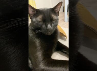 添える黒猫ボンベイ　#子猫 #ねこ動画 #ねこ #ねこのいる生活 #ねこのいる暮らし #かわいい #癒やし #肉球 #寝顔