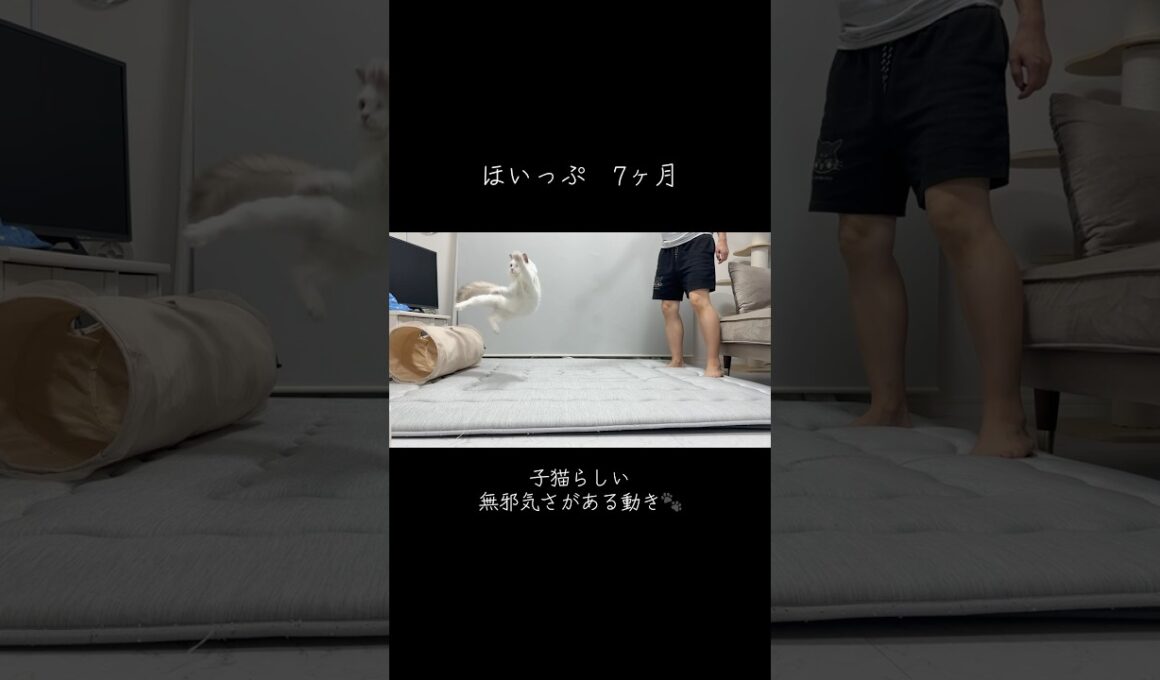 子猫と1歳の大人猫それぞれの遊び方を撮ってみた🐾