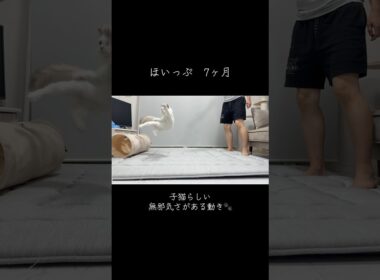 子猫と1歳の大人猫それぞれの遊び方を撮ってみた🐾