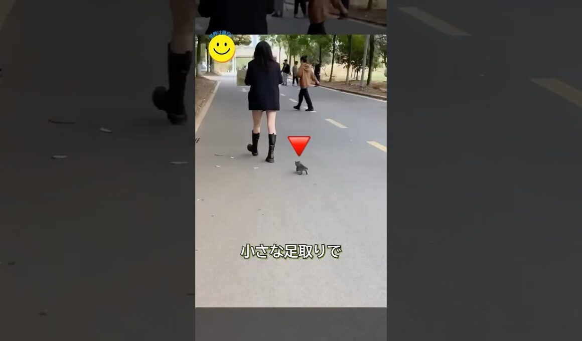 道でついてきた子猫とリトリバーが家族になった話。🐾