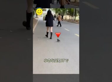 道でついてきた子猫とリトリバーが家族になった話。🐾