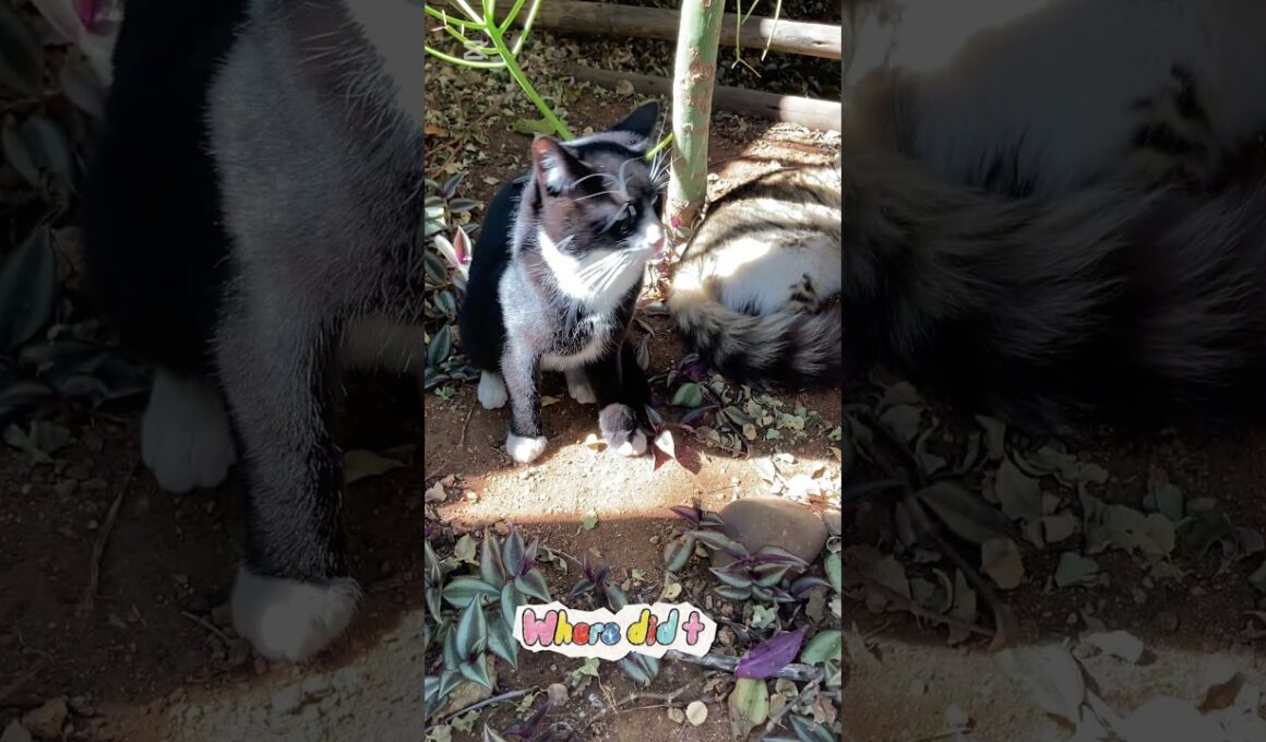 A leaf on Tuxedo’s back | タキシード、背中にはっぱが乗ってるよ　#cat #pets #cutecat