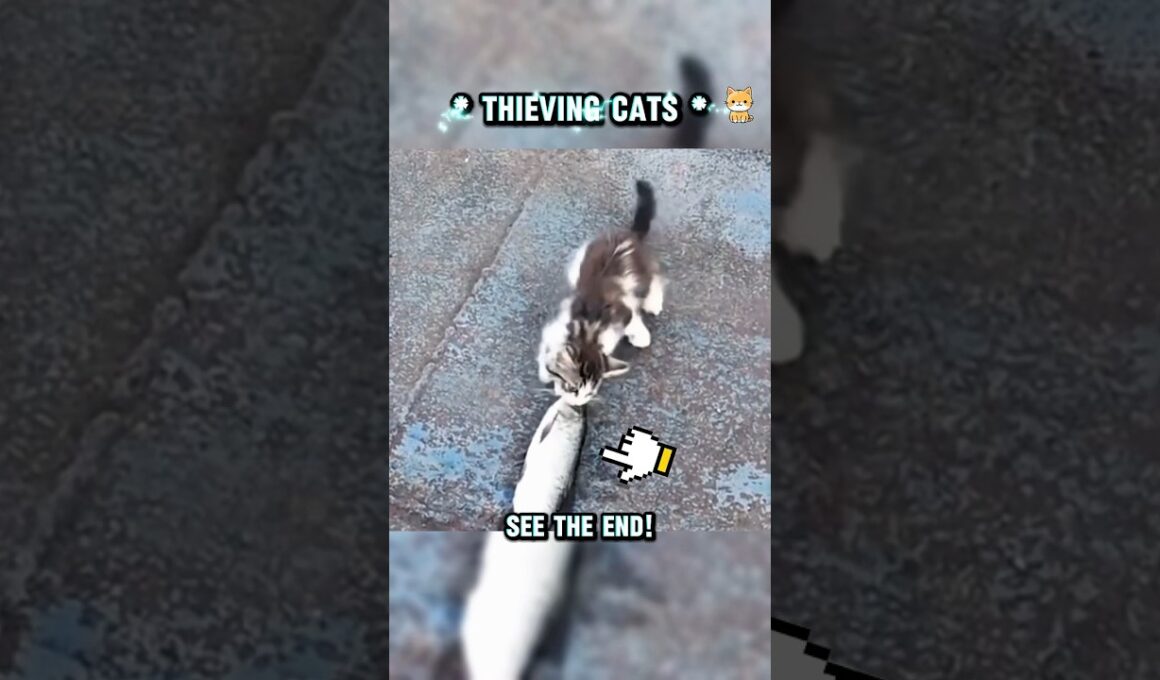 Hey cat hands up !  #catshorts