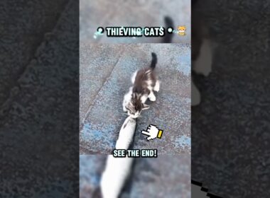 Hey cat hands up !  #catshorts