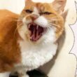 女王猫、煩悩払う除夜のシャー！　The queen-cat 108 hisses on New Year's Eve