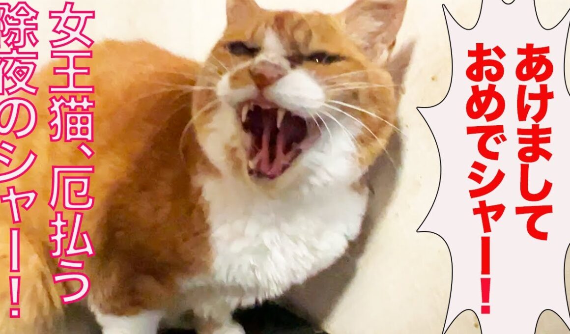 女王猫、煩悩払う除夜のシャー！　The queen-cat 108 hisses on New Year's Eve