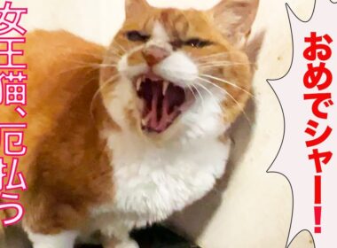 女王猫、煩悩払う除夜のシャー！　The queen-cat 108 hisses on New Year's Eve