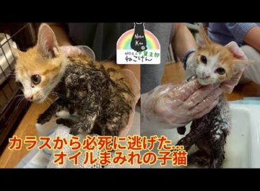 全身オイルまみれ…カラスに襲われていた子猫を救出‼︎