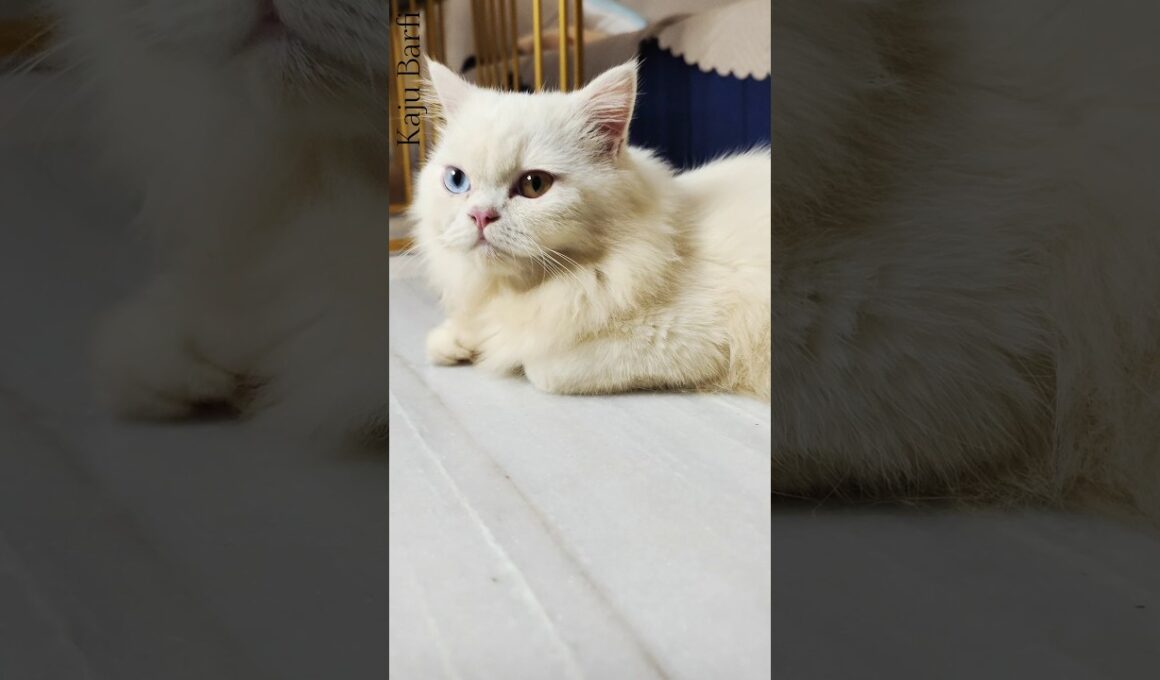 Kaju Barfi 🐾☺️  #cat #kittenlove #persiancat #shortvideo