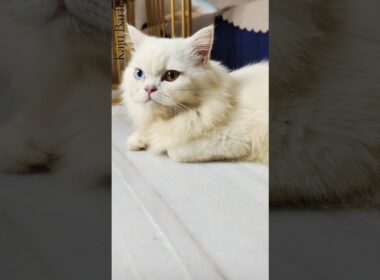 Kaju Barfi 🐾☺️  #cat #kittenlove #persiancat #shortvideo