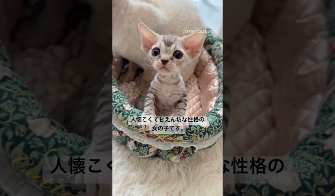【デボンレックス子猫】ご家族様募集中 #shorts #デボンレックス #デボンレックス子猫 #子猫動画 #emeraldspirit #goldenrex #子猫 #德文卷毛猫 #devonrex