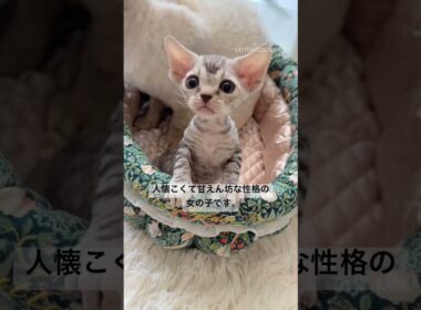 【デボンレックス子猫】ご家族様募集中 #shorts #デボンレックス #デボンレックス子猫 #子猫動画 #emeraldspirit #goldenrex #子猫 #德文卷毛猫 #devonrex