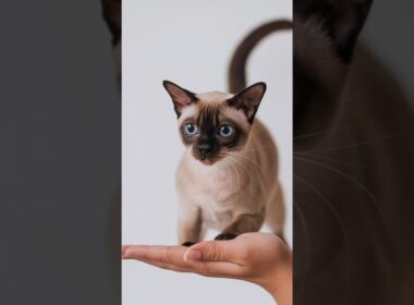 Kucing Ini Katanya Pembawa Keberuntungan! 😱✨ Fakta Unik Kucing Burma!