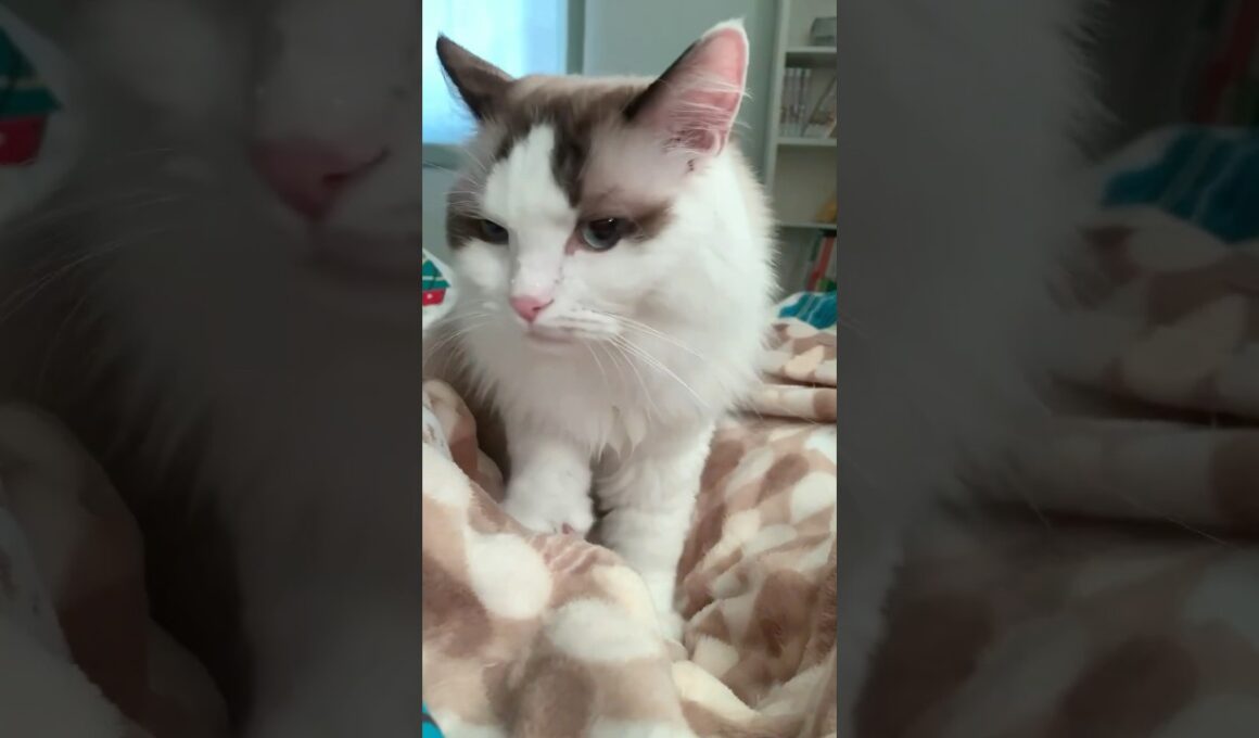 たまにはオラも甘えたい #猫 #cat #ragdolls #ラグドール #猫のいる暮らし #猫好きさんと繋がりたい #shorts