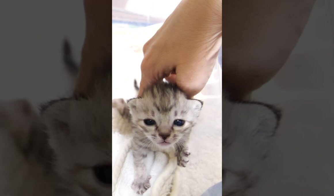 ママにナデナデおねだり子猫 #gatto #kitten #cat #meow #asmr