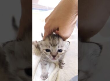 ママにナデナデおねだり子猫 #gatto #kitten #cat #meow #asmr