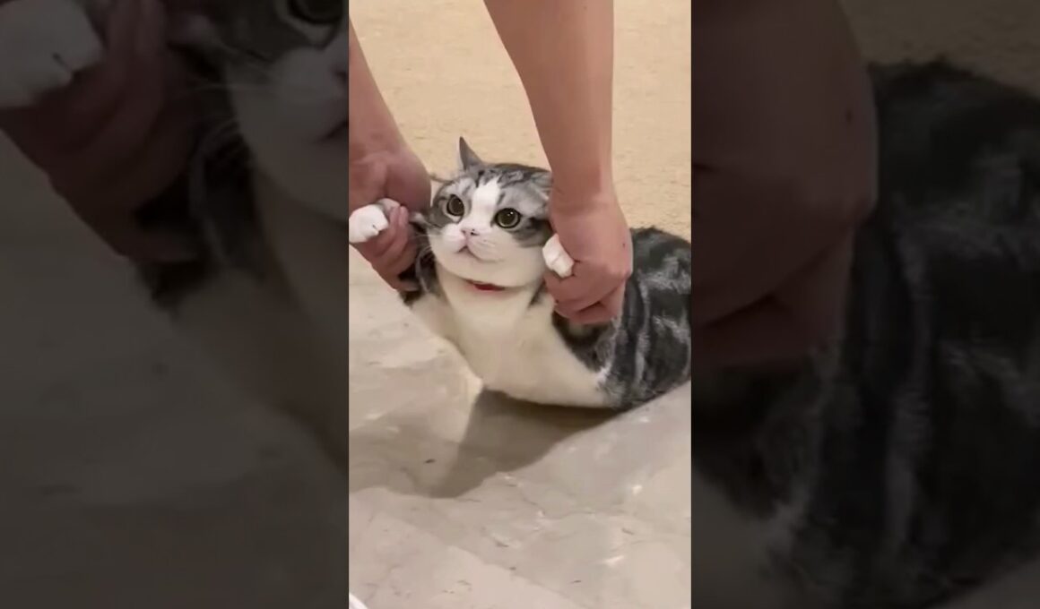 ネッコさん動画見てニヤけたら勝ちwww #猫 #猫のいる暮らし #ペット #可愛い #癒し #動物