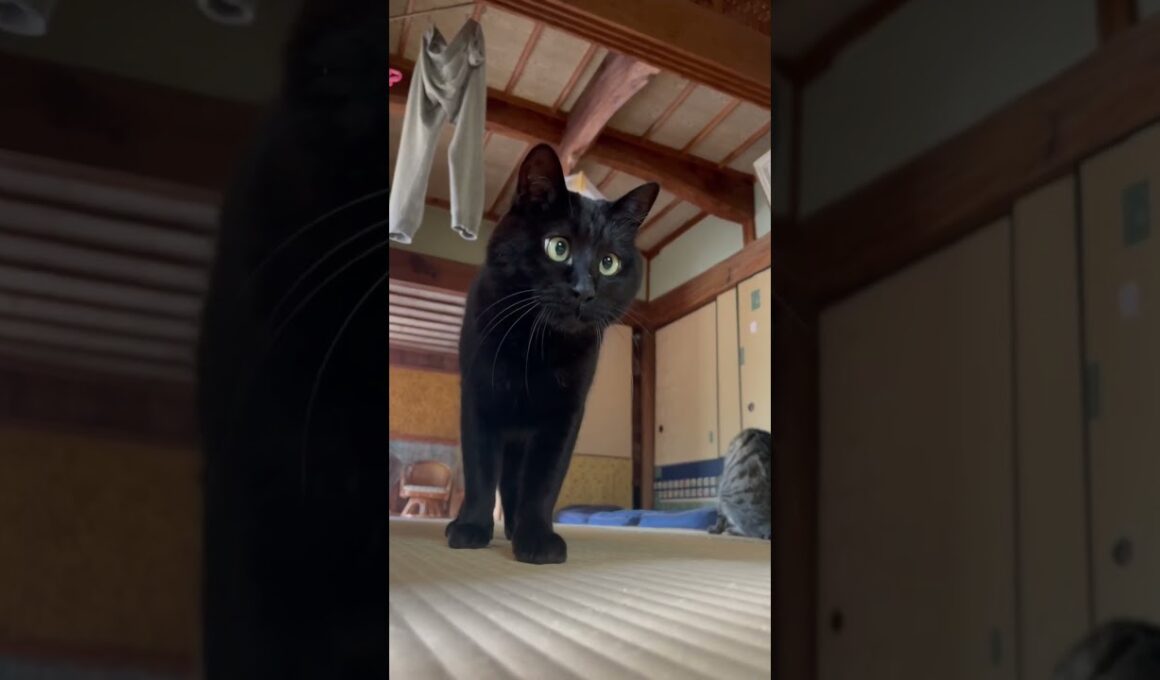 惚れてまうやろー！