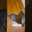 催促カール #ねこ動画 #アメリカンカール #catshorts