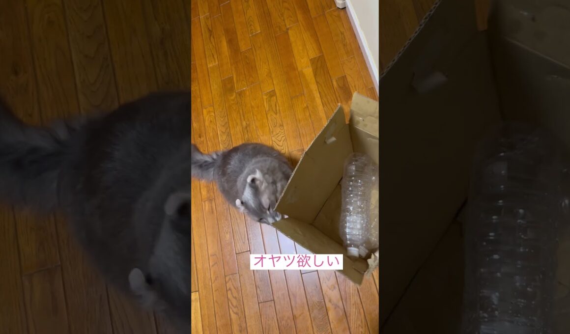 催促カール #ねこ動画 #アメリカンカール #catshorts