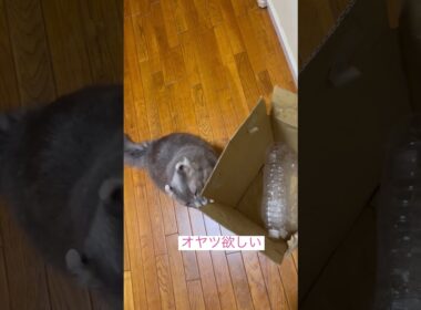 催促カール #ねこ動画 #アメリカンカール #catshorts