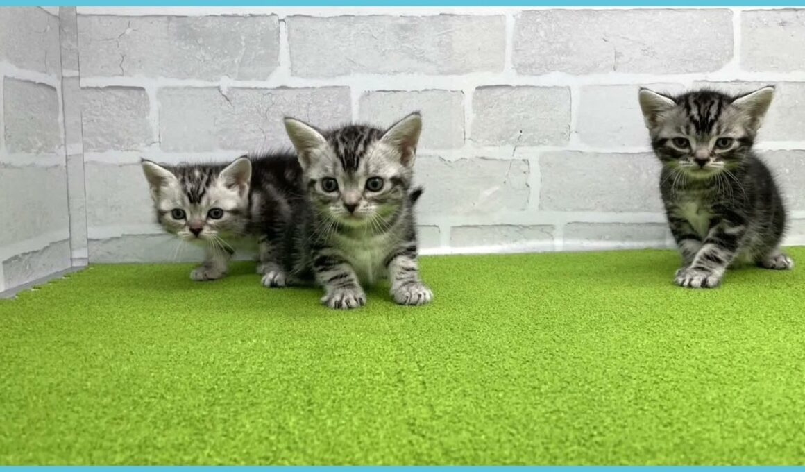 Coo&RIKU　No.00735218 アメリカンショートヘアー