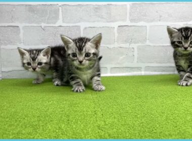 Coo&RIKU　No.00735218 アメリカンショートヘアー