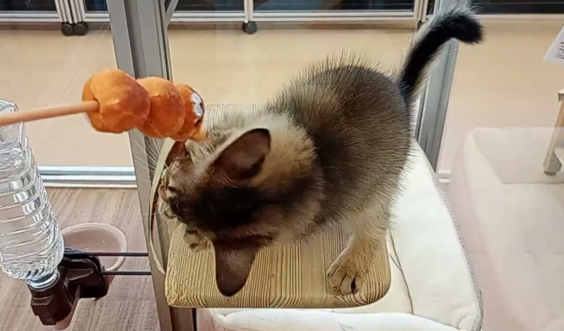 ノアズアーク山科本店に8/2生まれのソマリの女の子がやって来ました！！