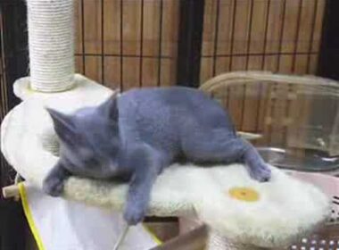 キャトタワーでくつろぐロシアンブルーのニーナ Russian Blue kitten