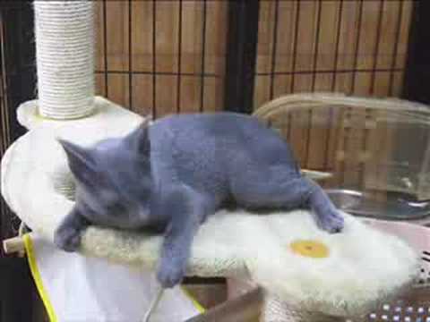 キャトタワーでくつろぐロシアンブルーのニーナ Russian Blue kitten