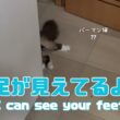 バーマン猫ガブ【足が見えてるよ】I can see your feet（バーマン猫）Birman/Cat