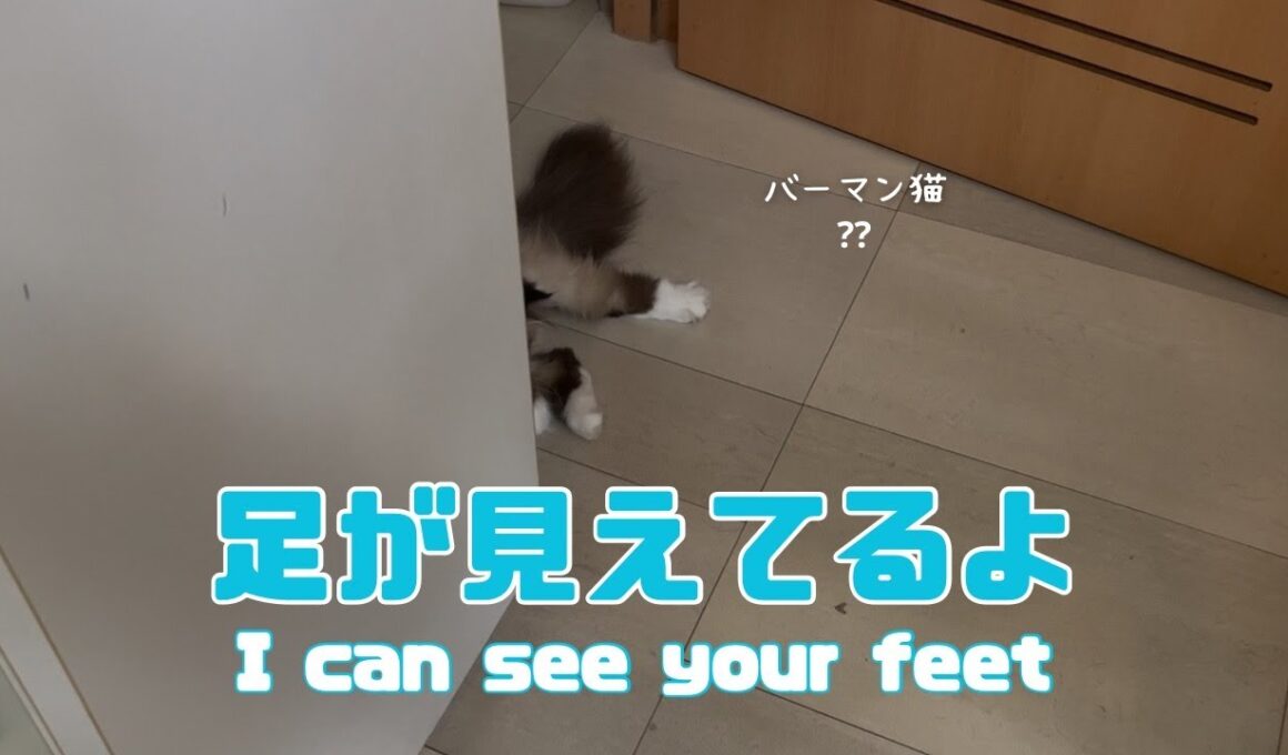 バーマン猫ガブ【足が見えてるよ】I can see your feet（バーマン猫）Birman/Cat