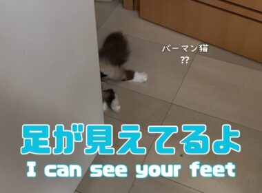 バーマン猫ガブ【足が見えてるよ】I can see your feet（バーマン猫）Birman/Cat