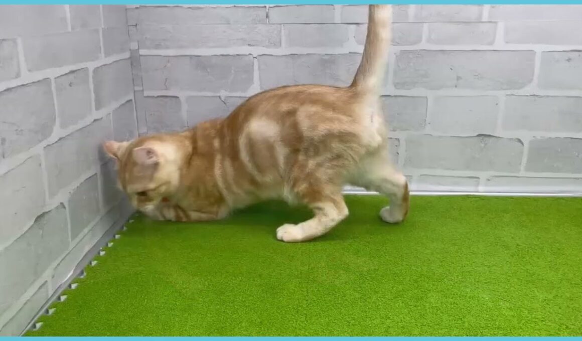 Coo&RIKU　No.00735221 アメリカンカール