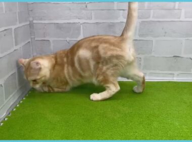 Coo&RIKU　No.00735221 アメリカンカール