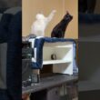 高い場所で、子ネコ2匹。シャムの雫に、背後から、いやらしく襲う黒猫の黒夢。嫌がる雫、怒りのネコパン、このスケベw