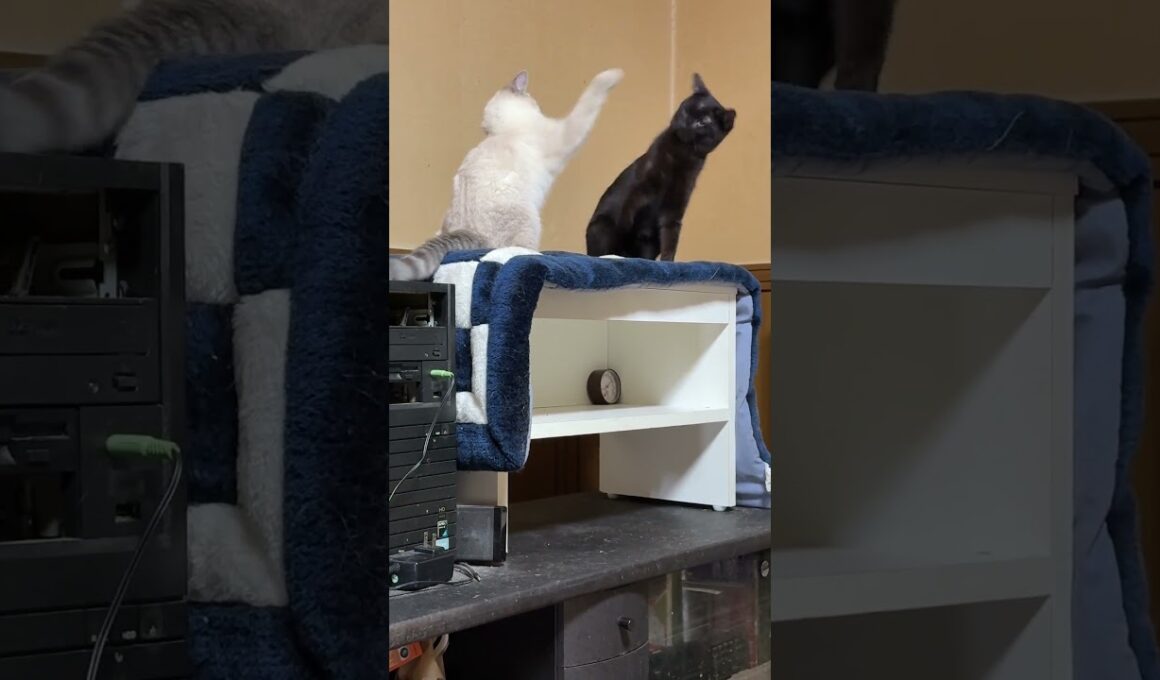 高い場所で、子ネコ2匹。シャムの雫に、背後から、いやらしく襲う黒猫の黒夢。嫌がる雫、怒りのネコパン、このスケベw