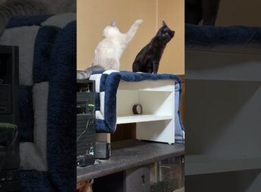 高い場所で、子ネコ2匹。シャムの雫に、背後から、いやらしく襲う黒猫の黒夢。嫌がる雫、怒りのネコパン、このスケベw