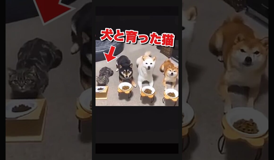 自分を犬だと信じて疑わない猫 #いぬねこ #おもしろ動物動画 #かわいい動物動画