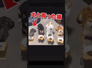 自分を犬だと信じて疑わない猫 #いぬねこ #おもしろ動物動画 #かわいい動物動画